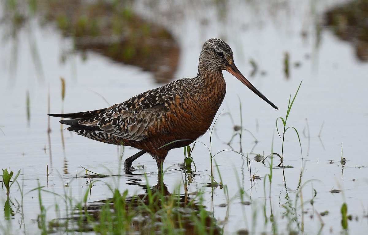 Hudsonian Godwit - ML618541322