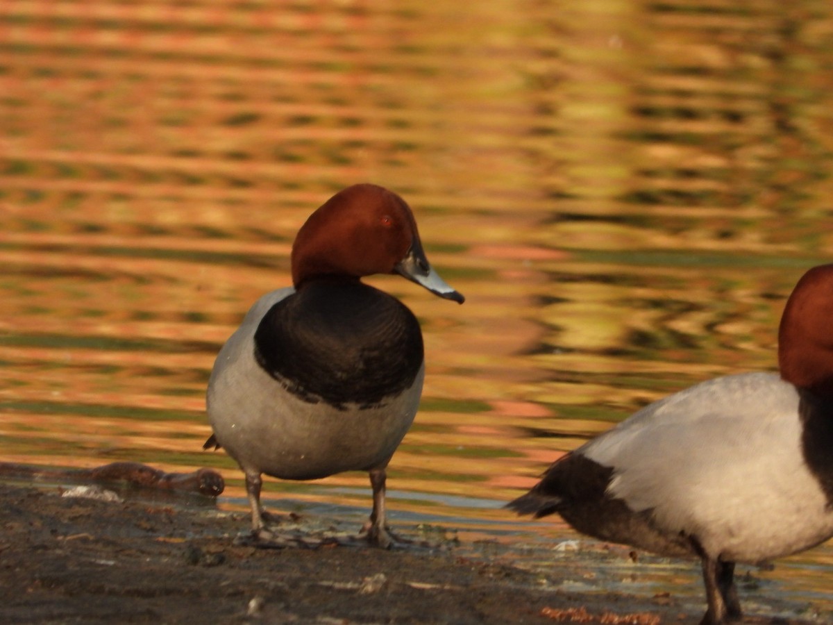 Common Pochard - ML618541363