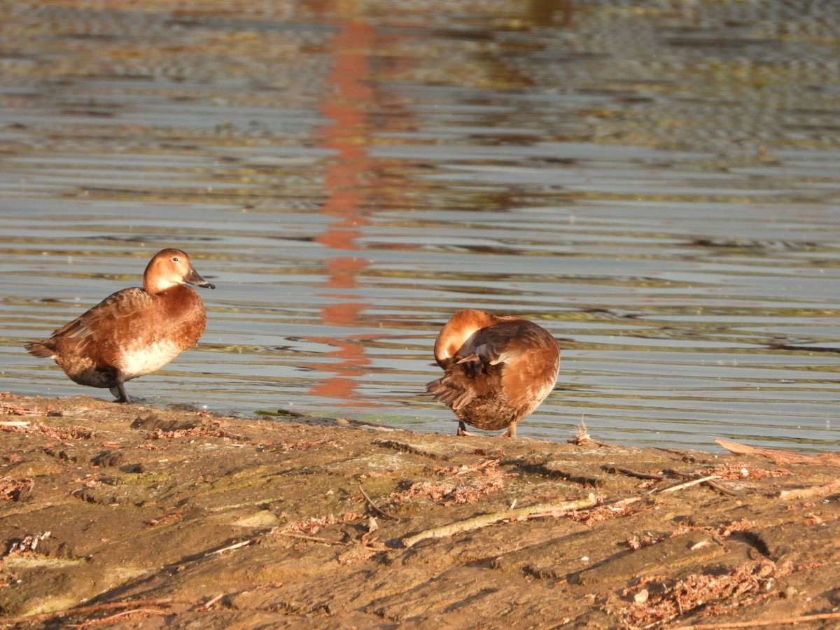 Common Pochard - ML618541364