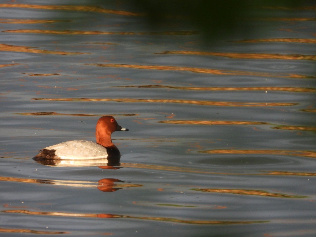 Common Pochard - Matouš Vlček