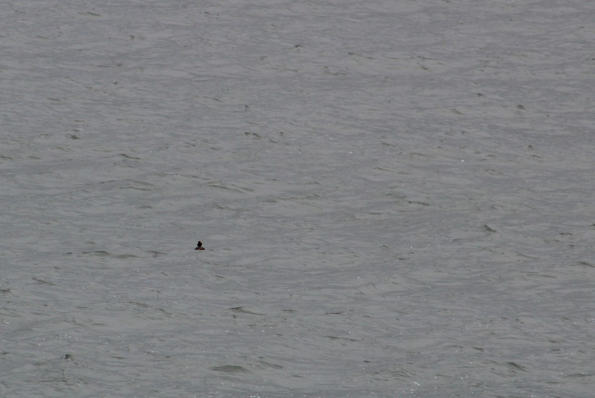 Horned Grebe - Savannah Messinger (Sexton)