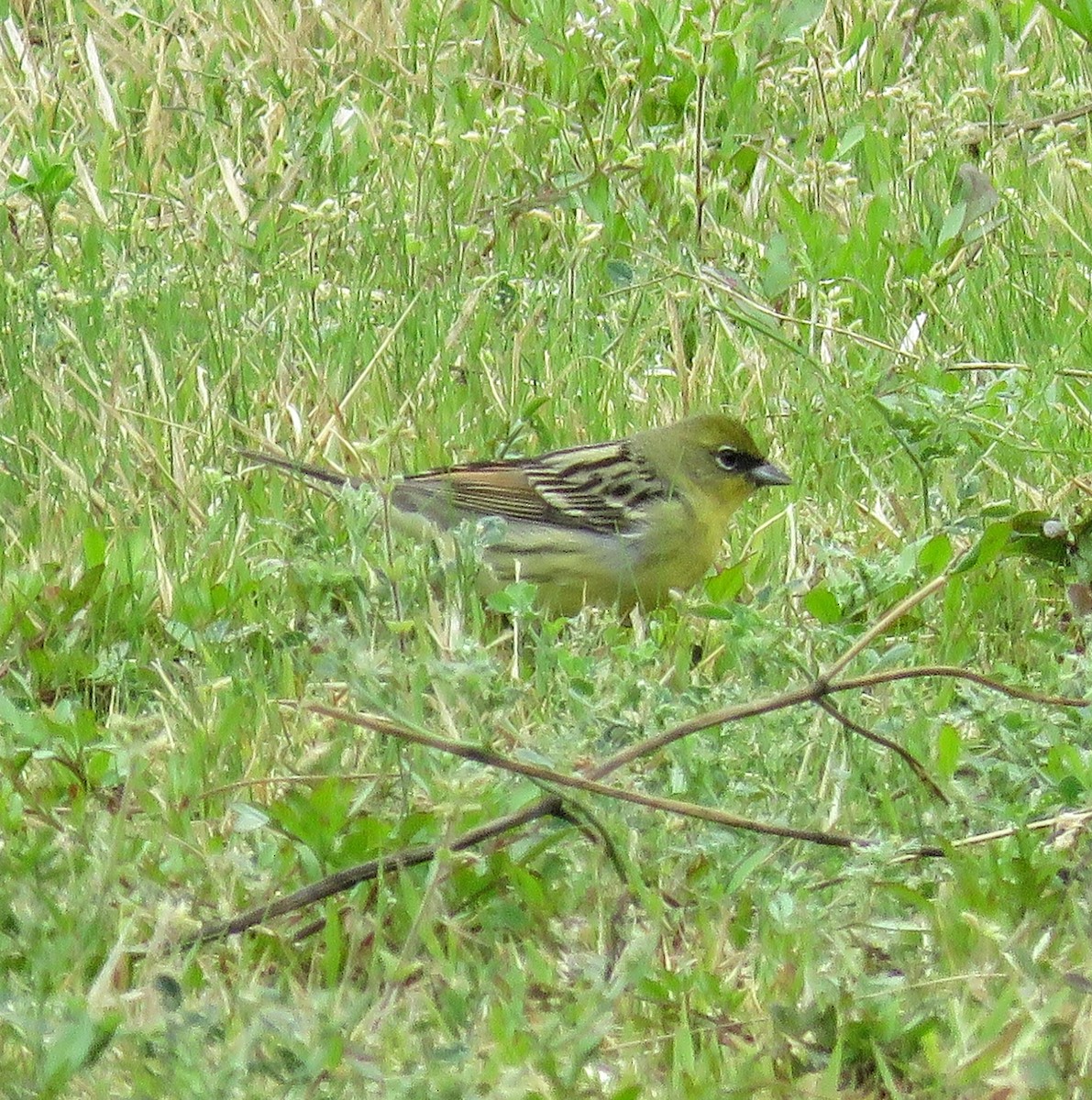 Yellow Bunting - ML618541437