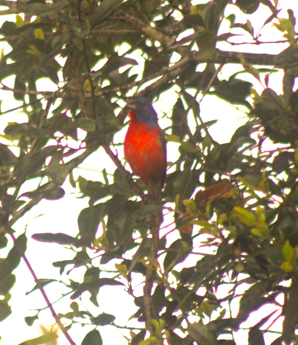 Painted Bunting - Scott Atkinson