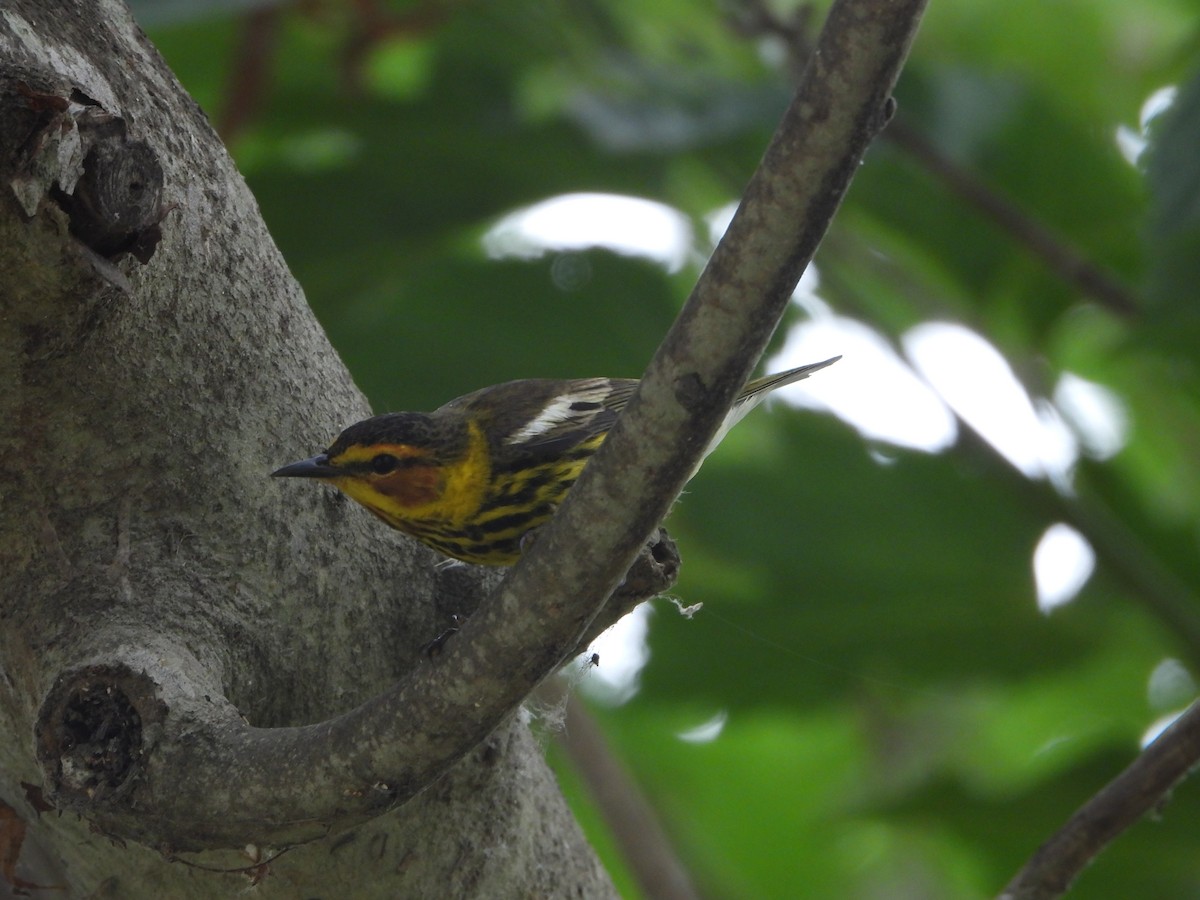 Cape May Warbler - Lesha Roberts