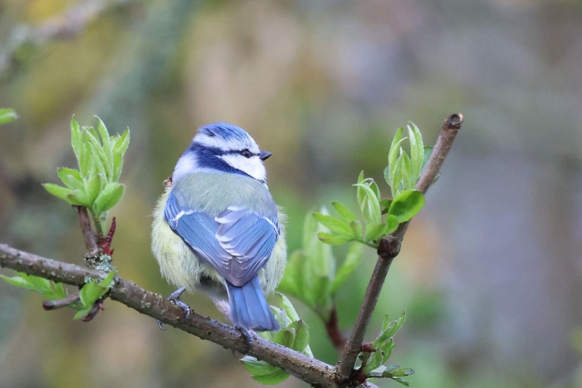 Mésange bleue - ML618541465