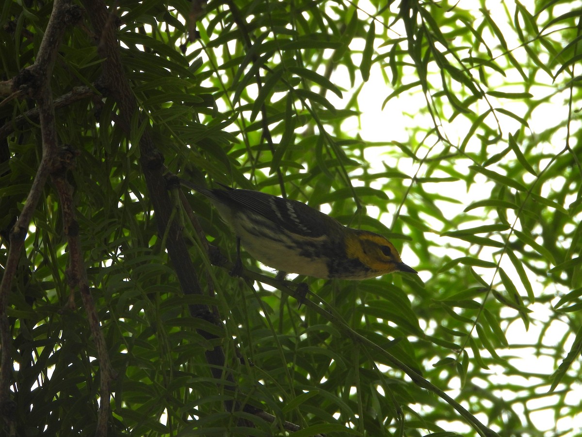 Black-throated Green Warbler - Lesha Roberts