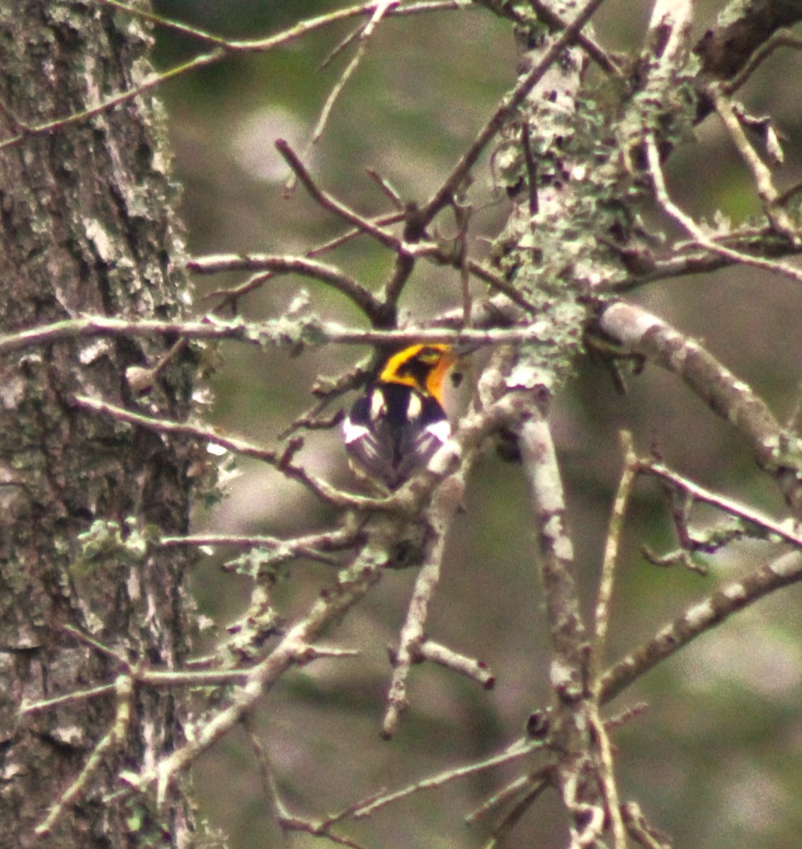 Blackburnian Warbler - Scott Atkinson