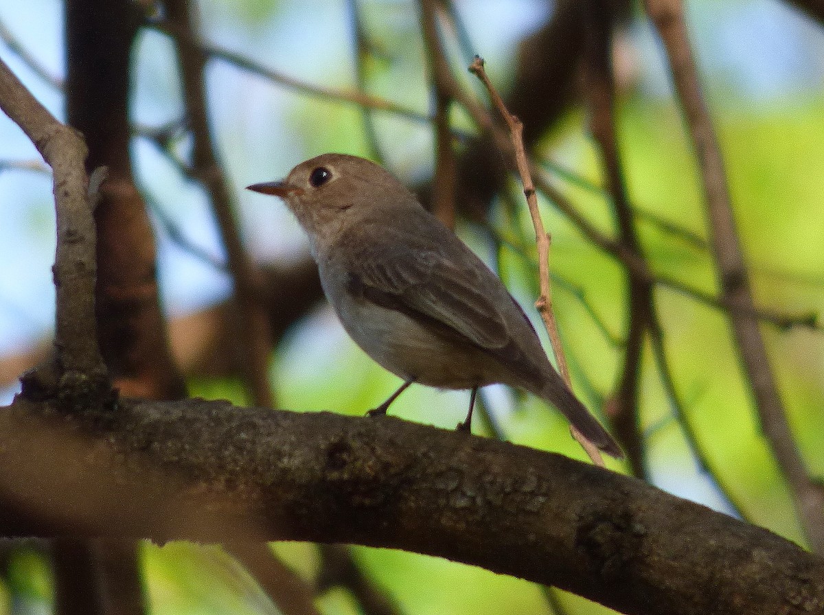 Asian Brown Flycatcher - ML618541481