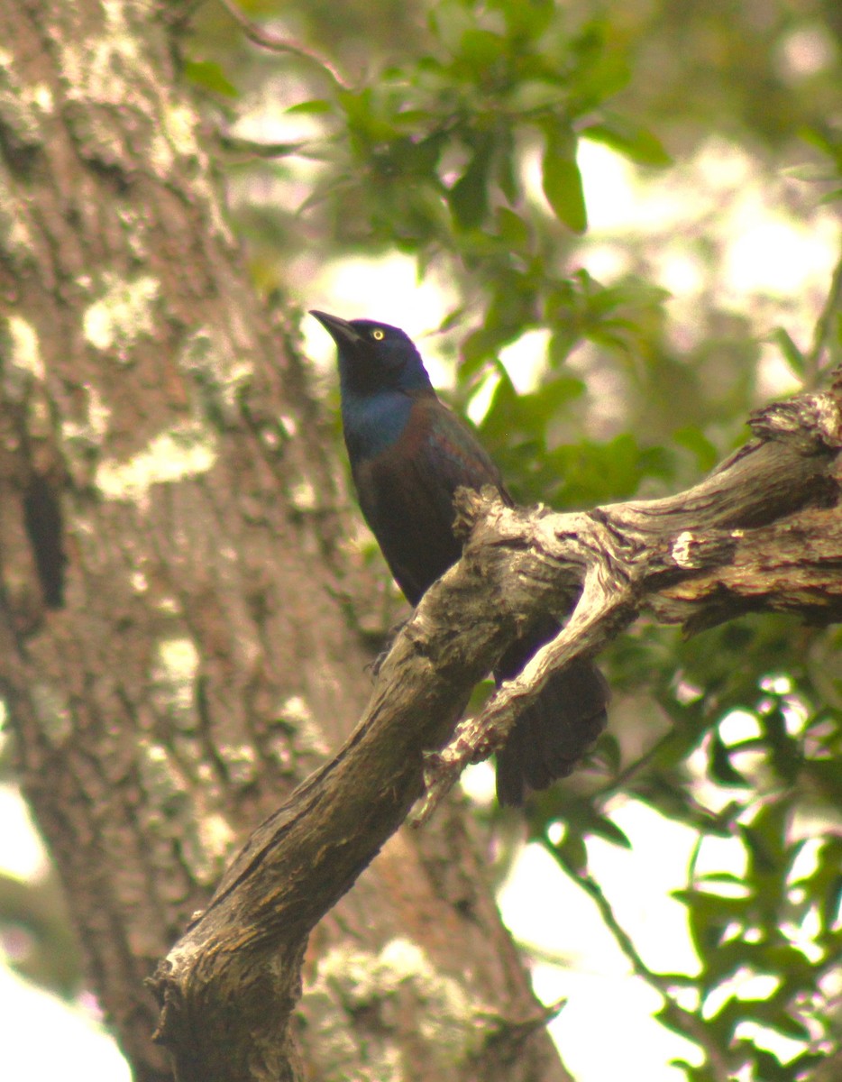 Common Grackle (Bronzed) - Scott Atkinson