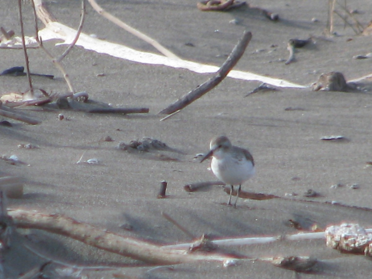 Bergstrandläufer - ML618541518