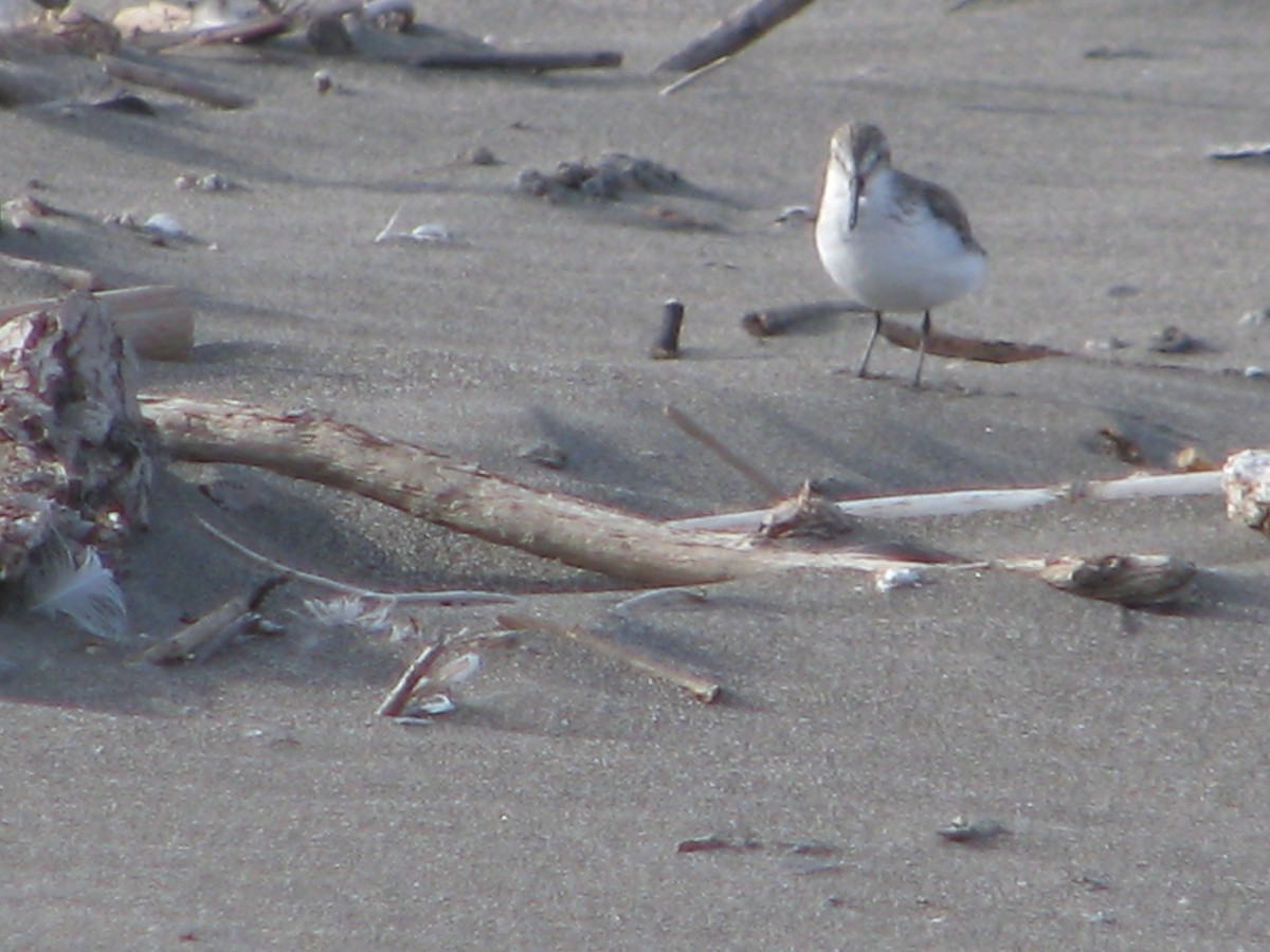 Western Sandpiper - Nicolas Vilches