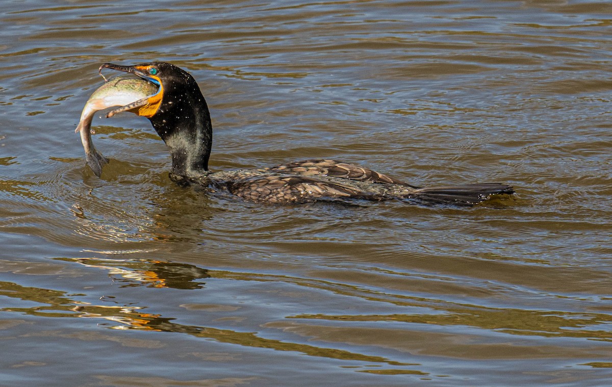 Double-crested Cormorant - Philip Reimers