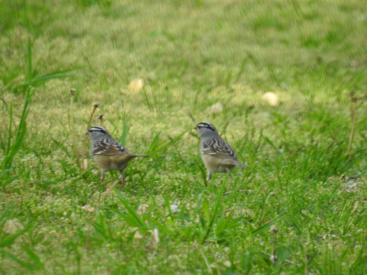 White-crowned Sparrow - ML618541642