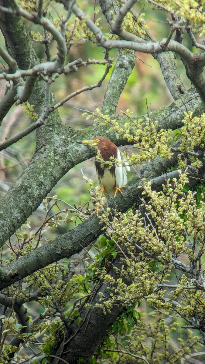 Chinese Pond-Heron - Elizabeth Skakoon