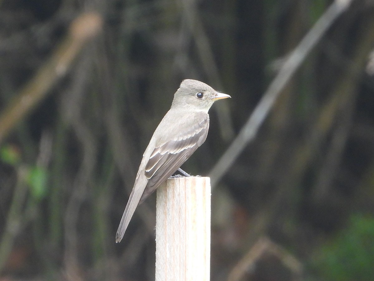 Eastern Wood-Pewee - ML618541648