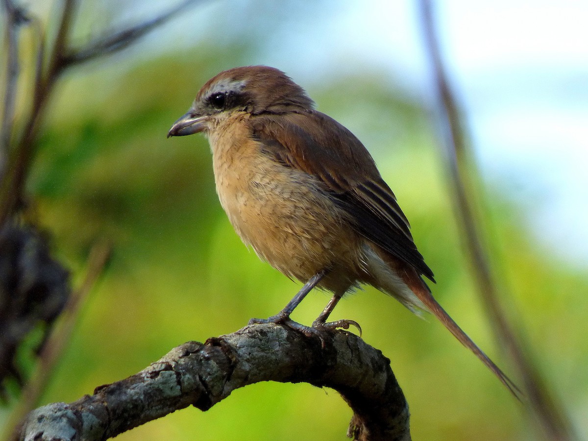 Brown Shrike - ML618541654