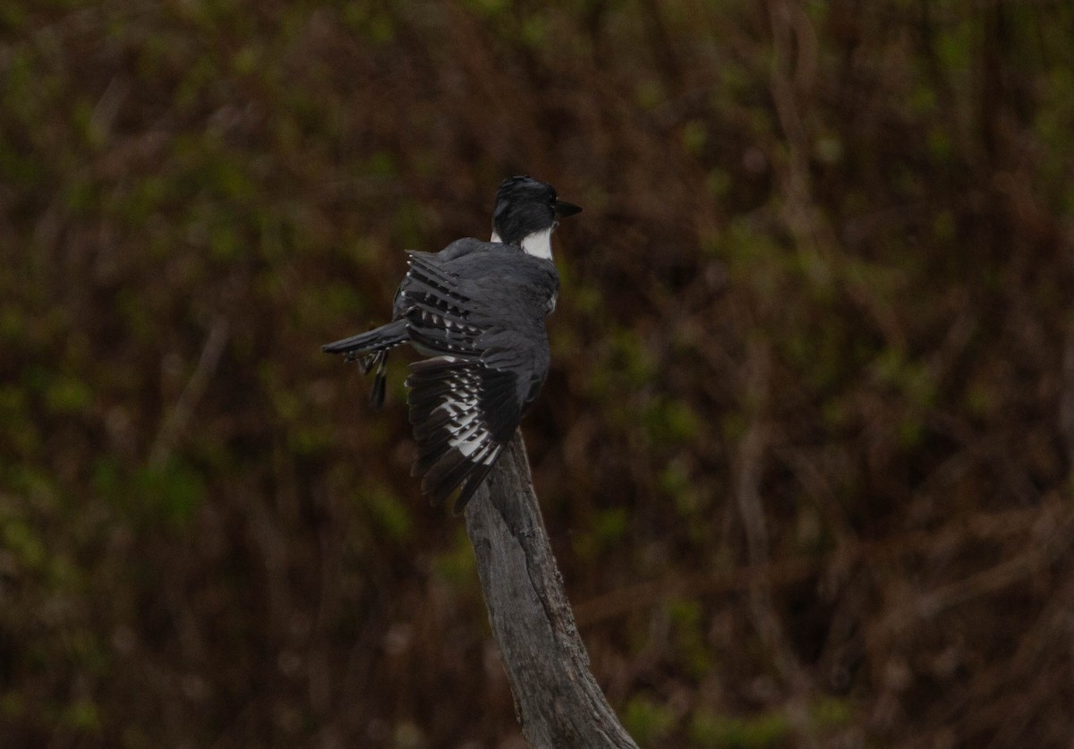 Belted Kingfisher - Tristan Semeniuk