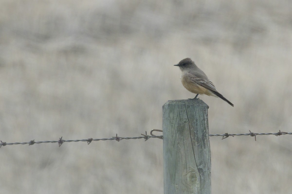 Say's Phoebe - Trevor Churchill