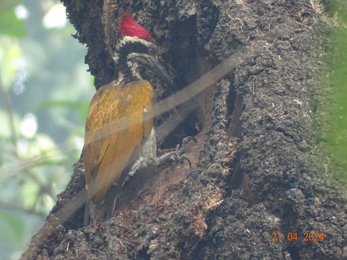 Greater Flameback - ML618541702