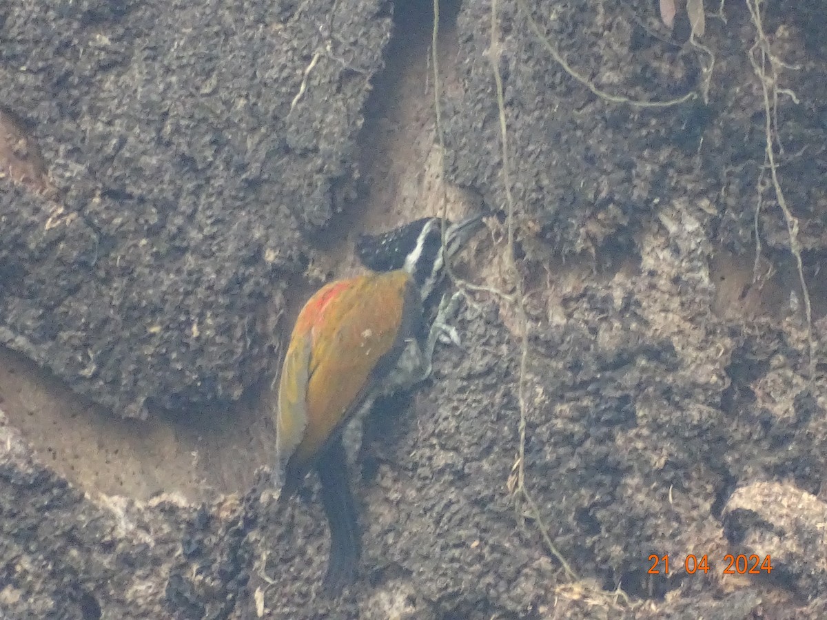 Greater Flameback - Miquel Rivera