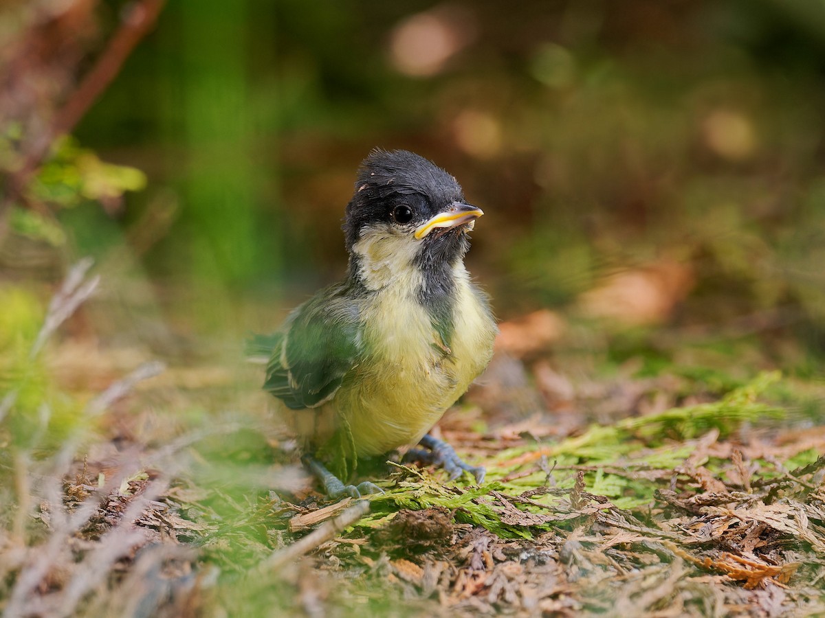 Great Tit - ML618541727