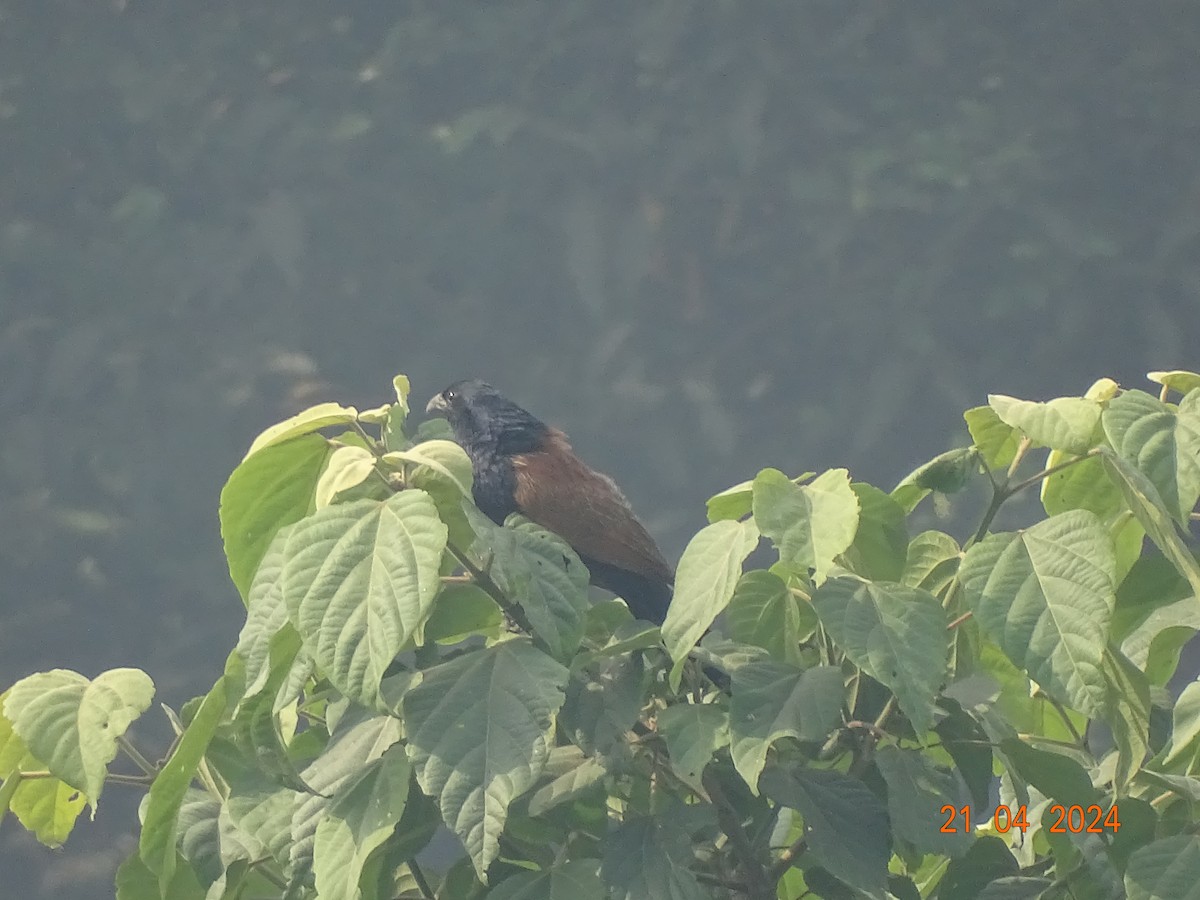 Lesser Coucal - ML618541734