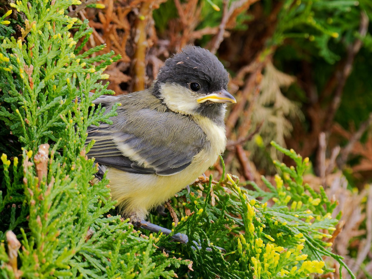 Mésange charbonnière - ML618541735