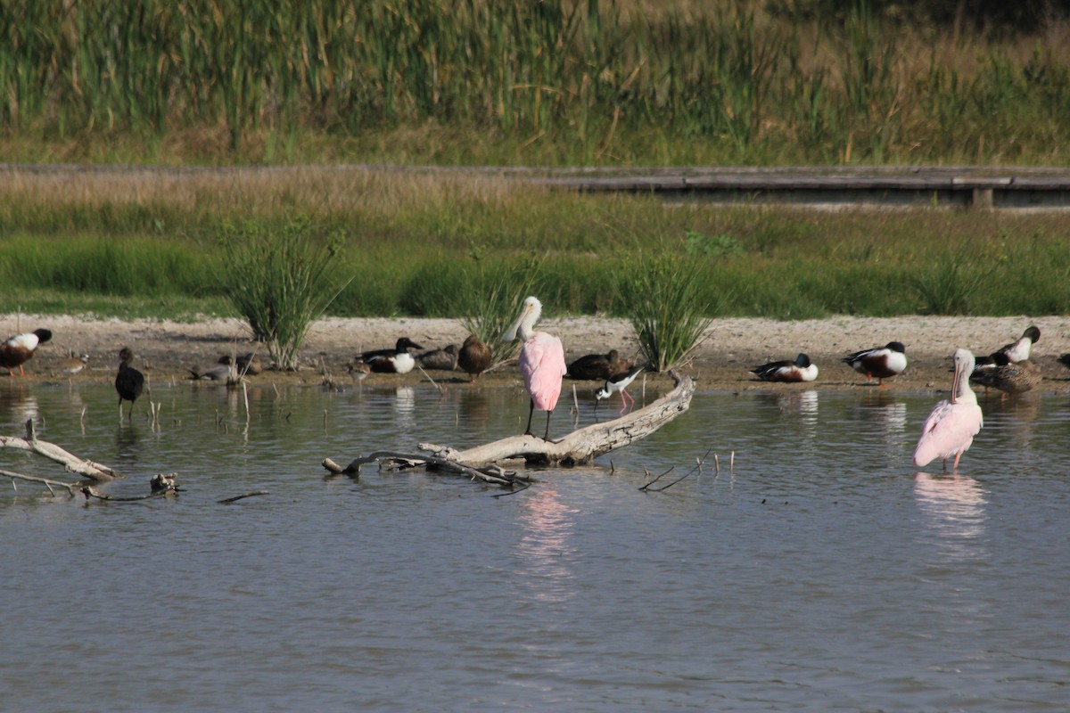 Roseate Spoonbill - ML618541753