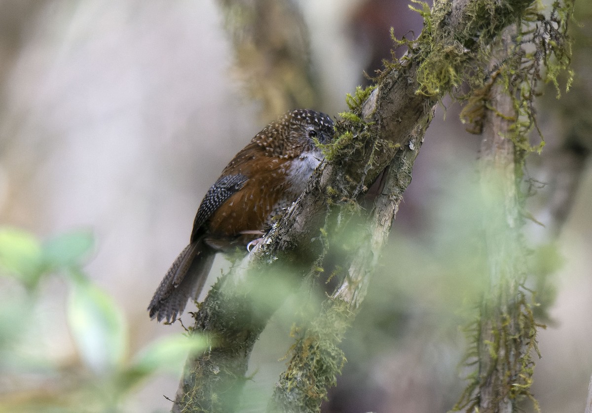 Bar-winged Wren-Babbler - ML618541784