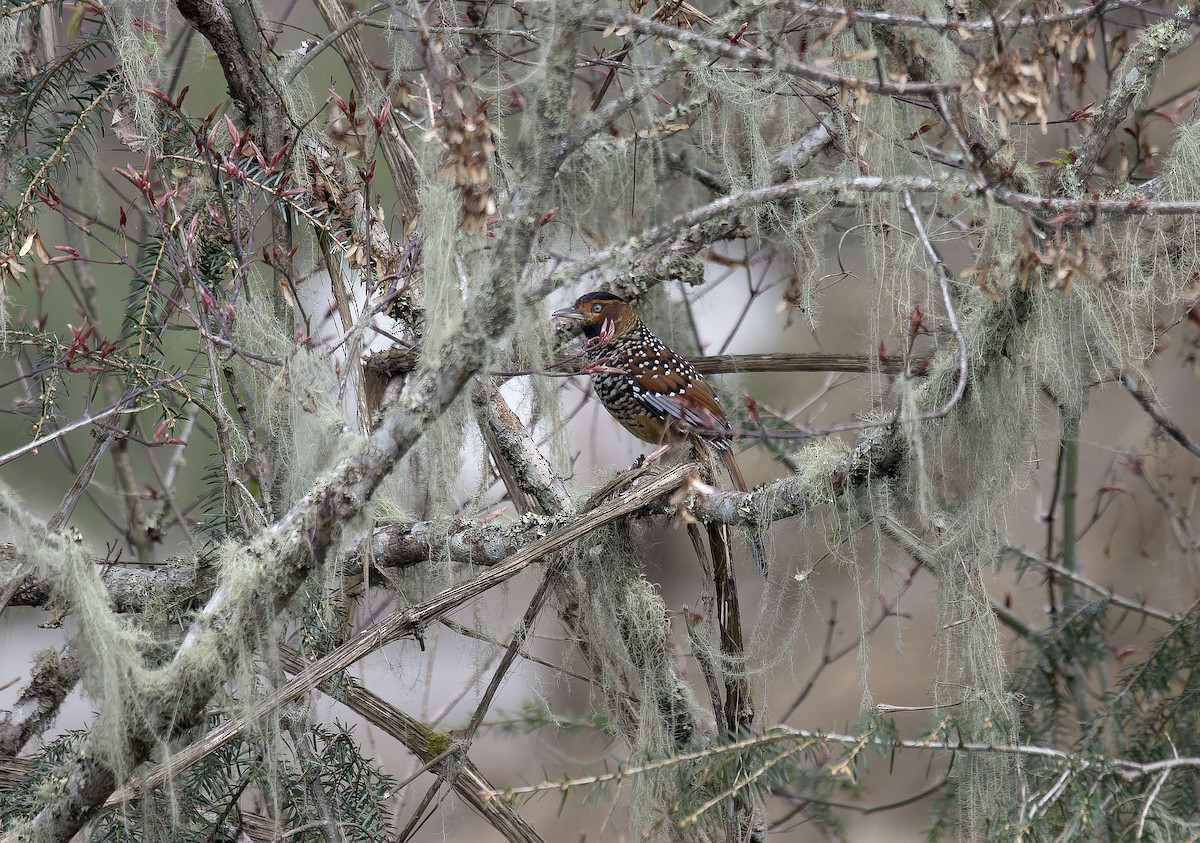 Spotted Laughingthrush - Antonio Ceballos Barbancho