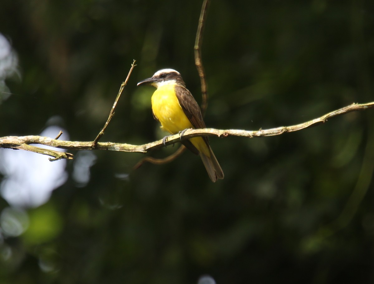 Bienteveo Pitanguá (chrysogaster) - ML618541827