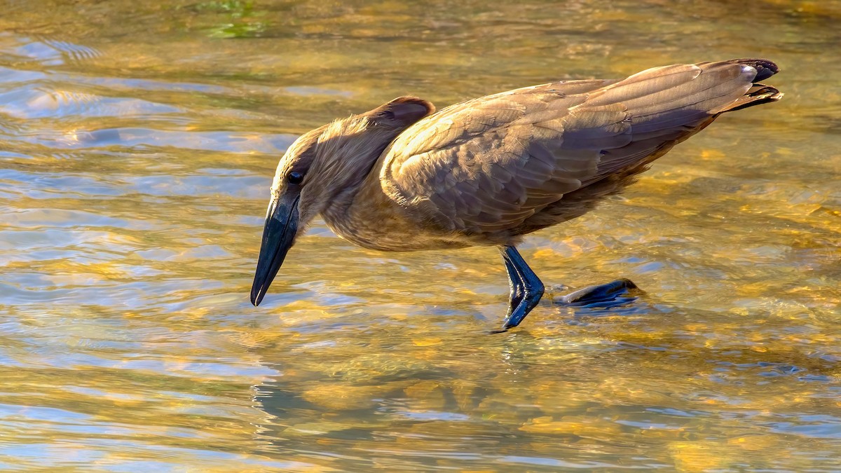 Hamerkop - ML618541830