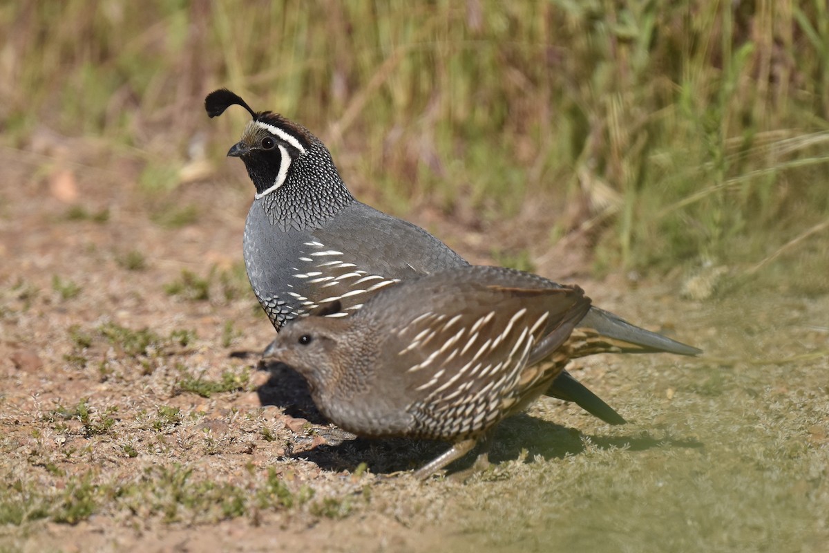 California Quail - Naresh Satyan