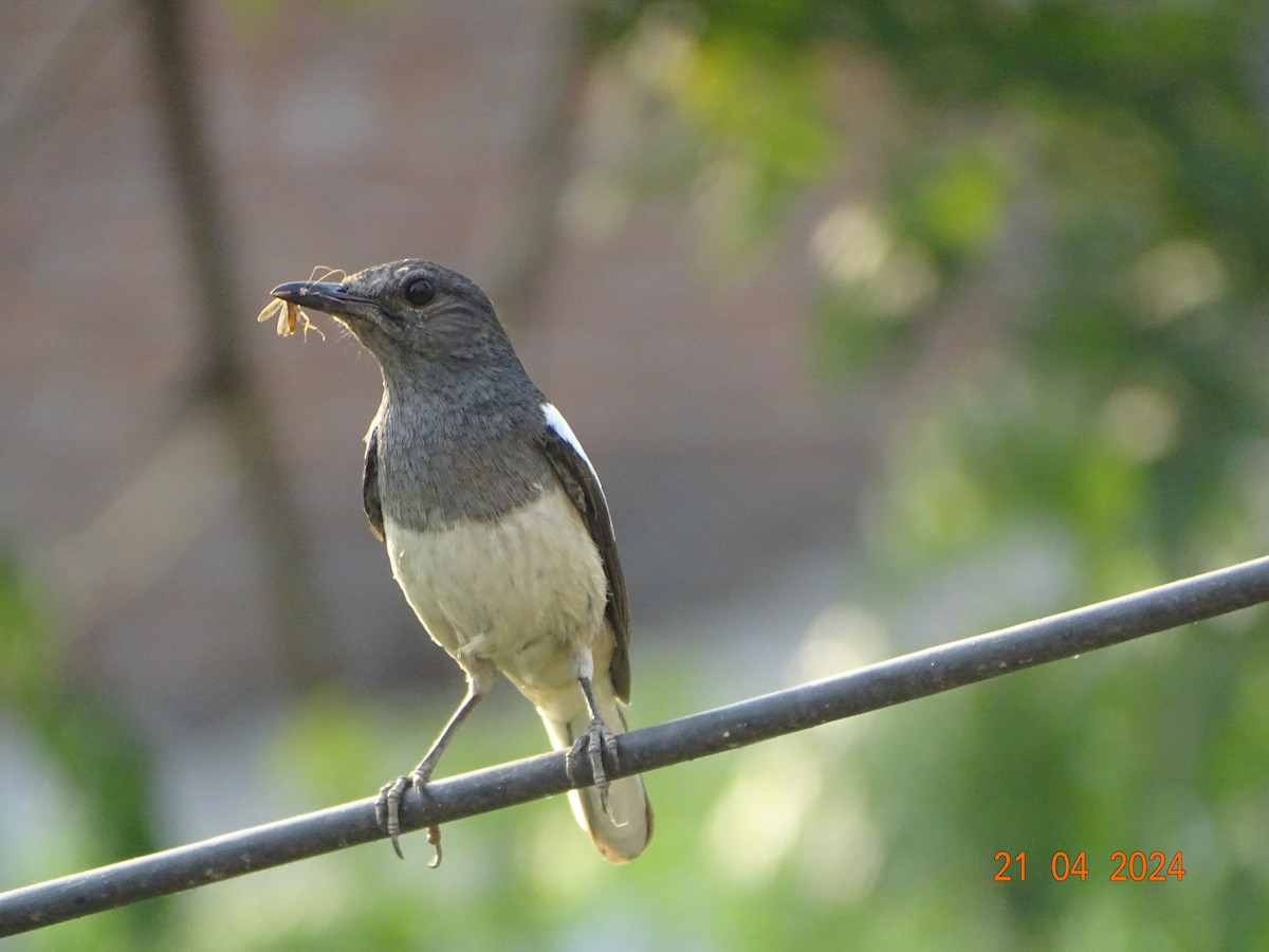 Oriental Magpie-Robin - ML618541873