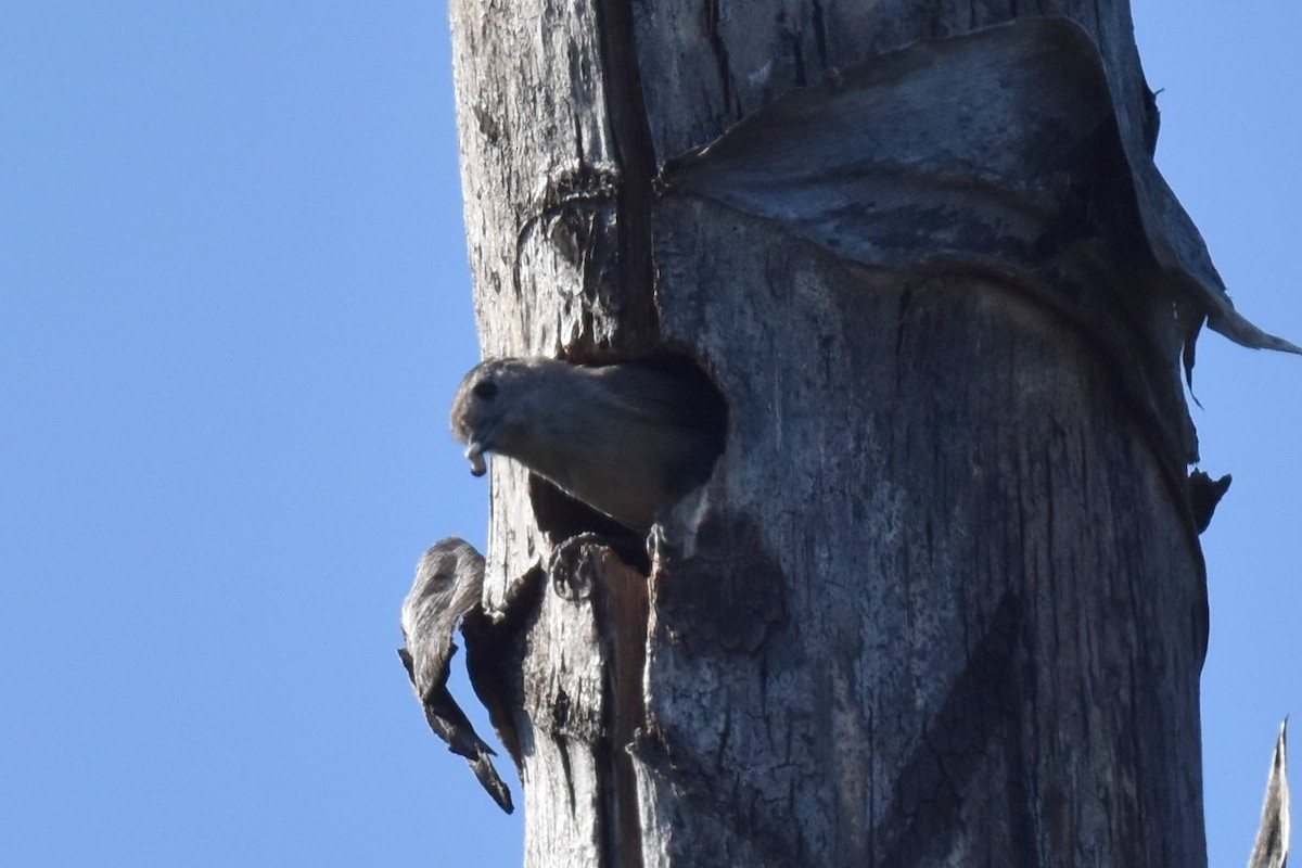 Oak Titmouse - Naresh Satyan