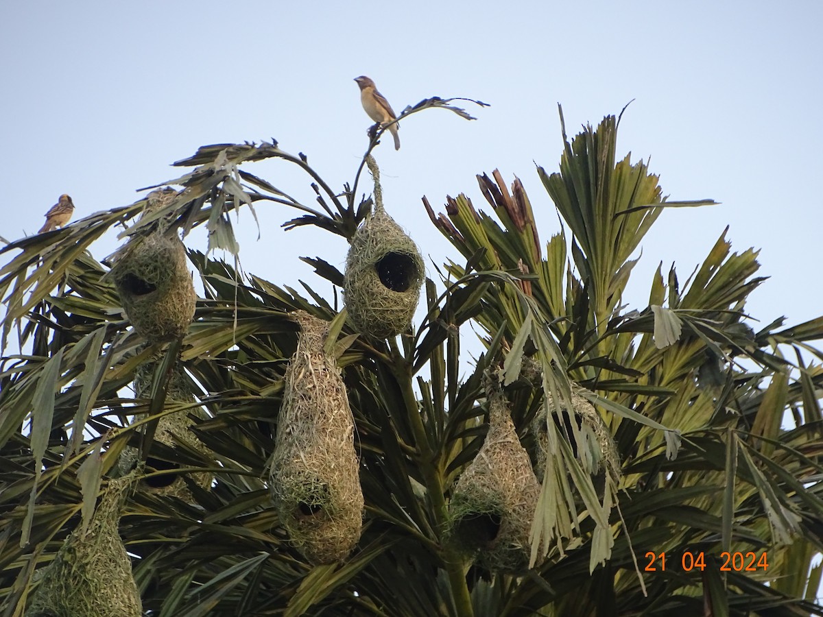 Baya Weaver - Miquel Rivera