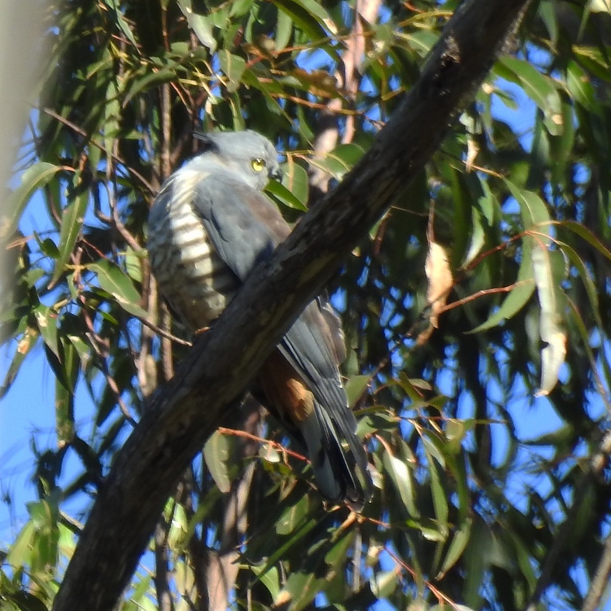 Pacific Baza - ML61854191