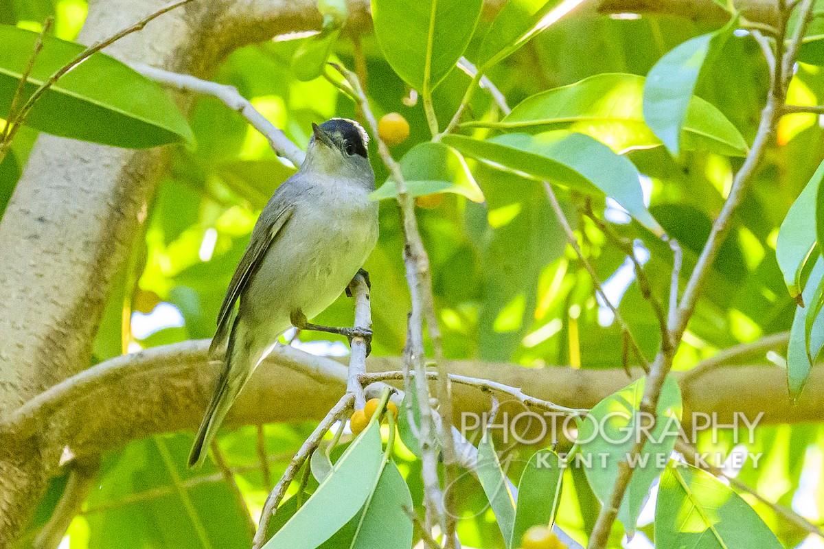 Eurasian Blackcap - Kent Weakley