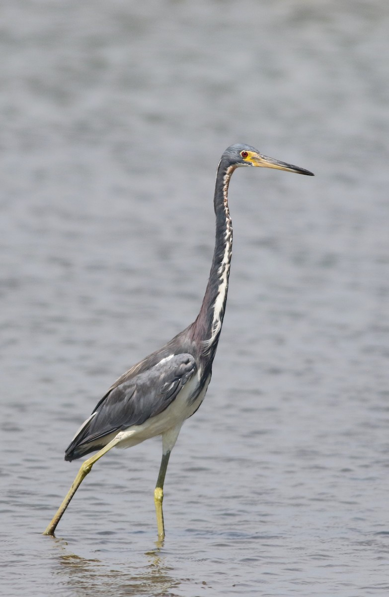 Tricolored Heron - Vicki Stokes