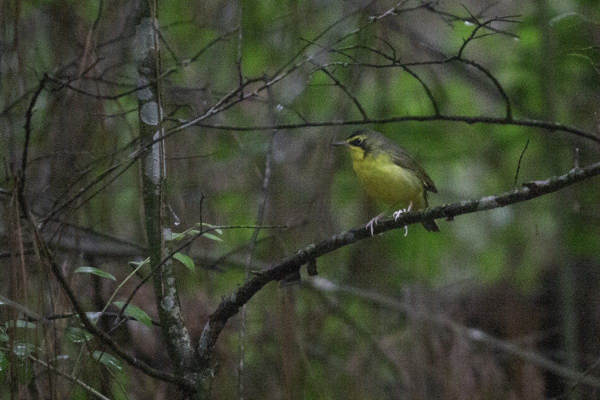 Kentucky Warbler - Andy Liu