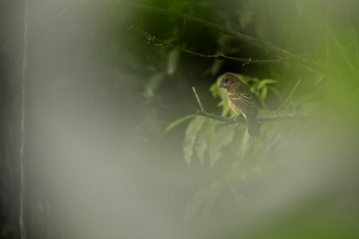 Blue Grosbeak - ML618541931