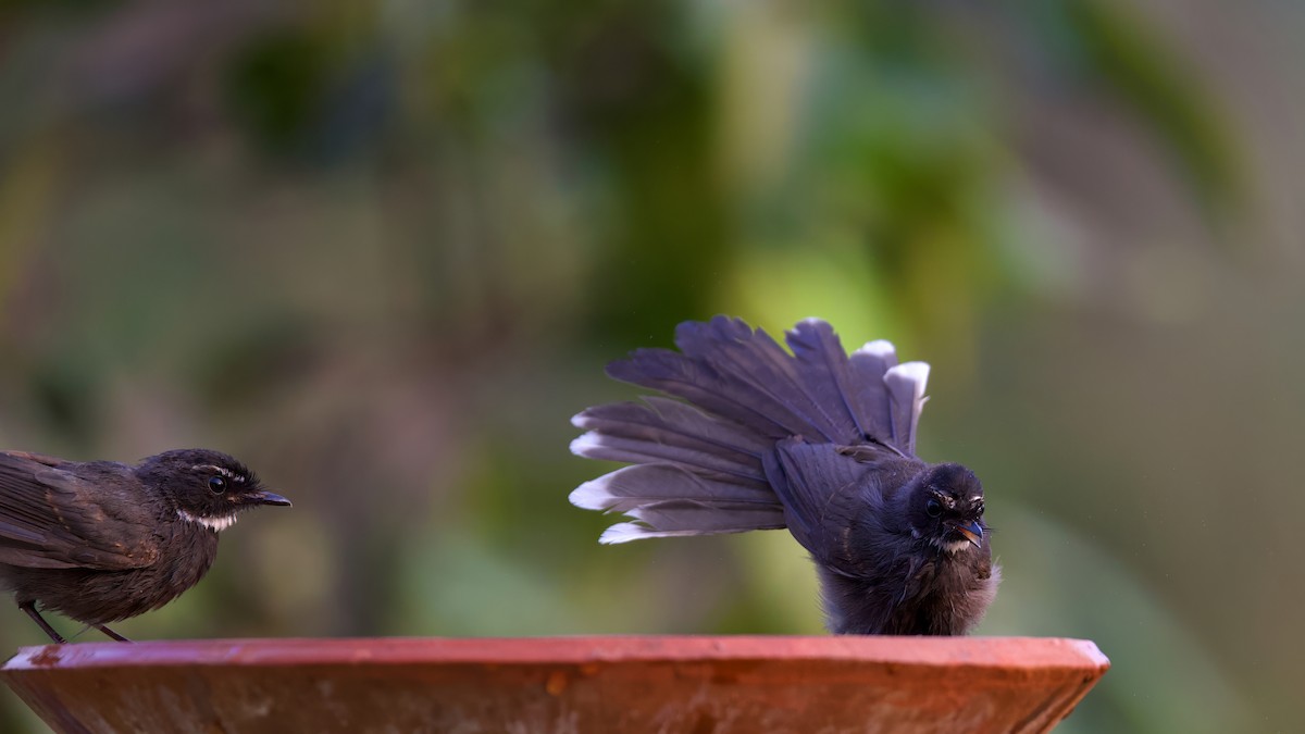 White-throated Fantail - Sourav Mandal