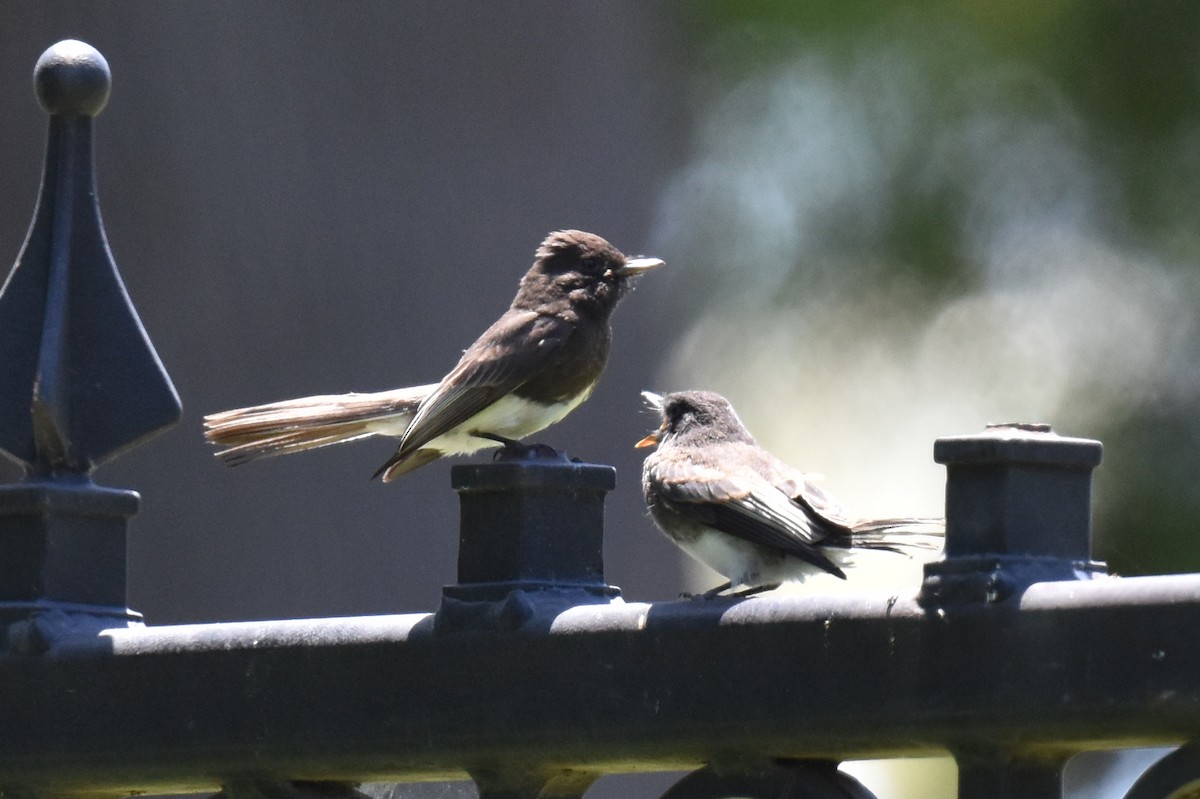 Black Phoebe - Naresh Satyan