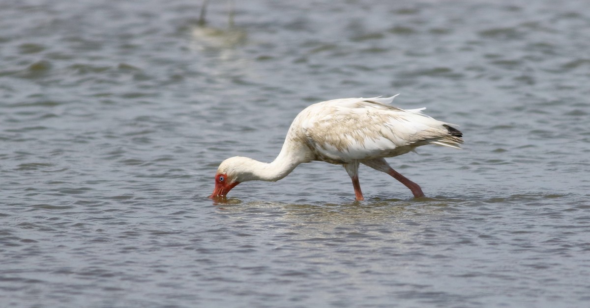 White Ibis - Vicki Stokes