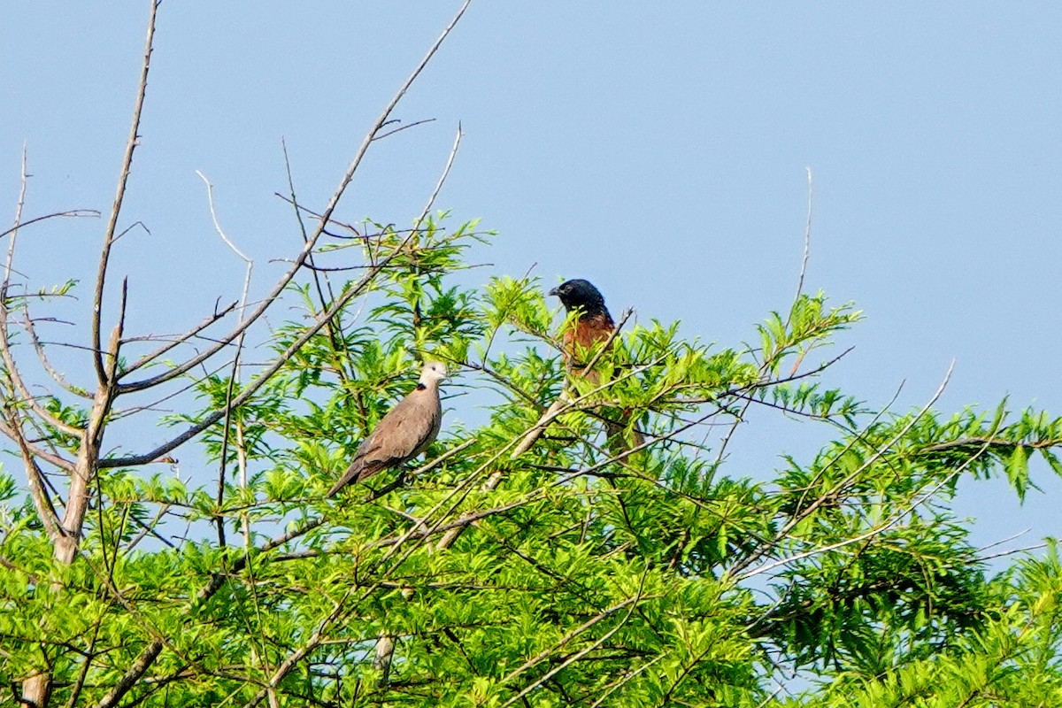 Lesser Coucal - ML618541951