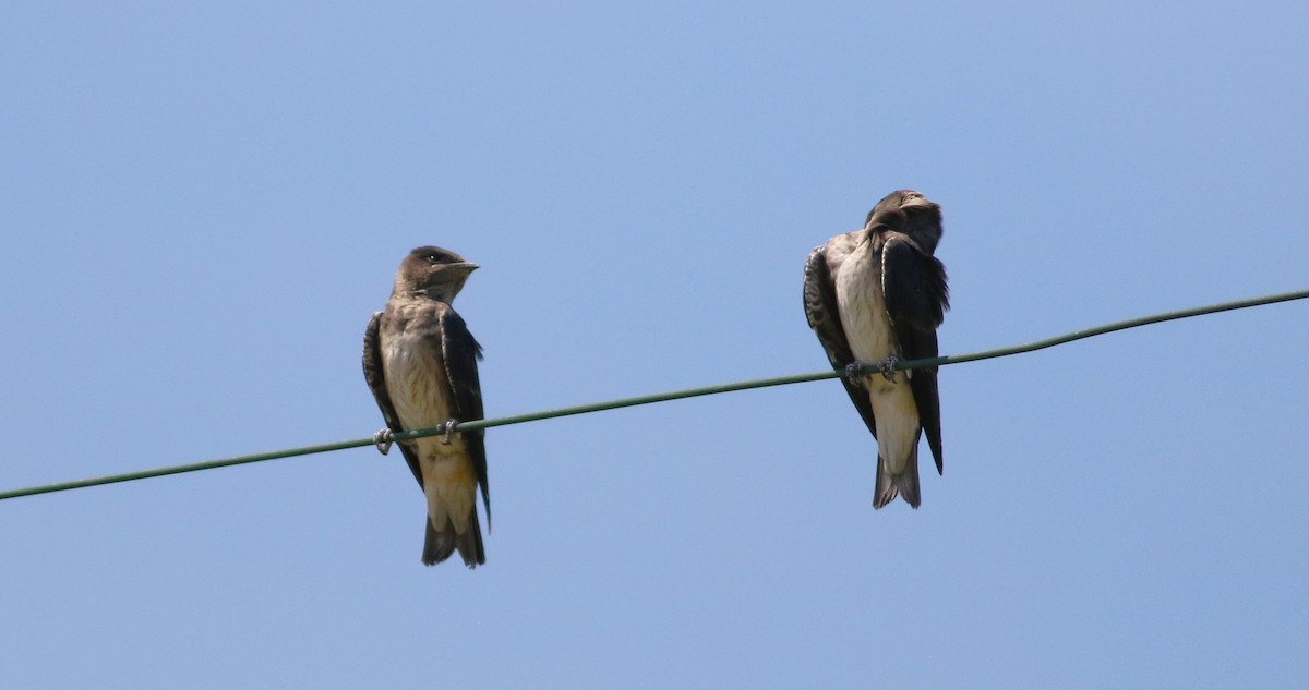 Northern Rough-winged Swallow - Vicki Stokes