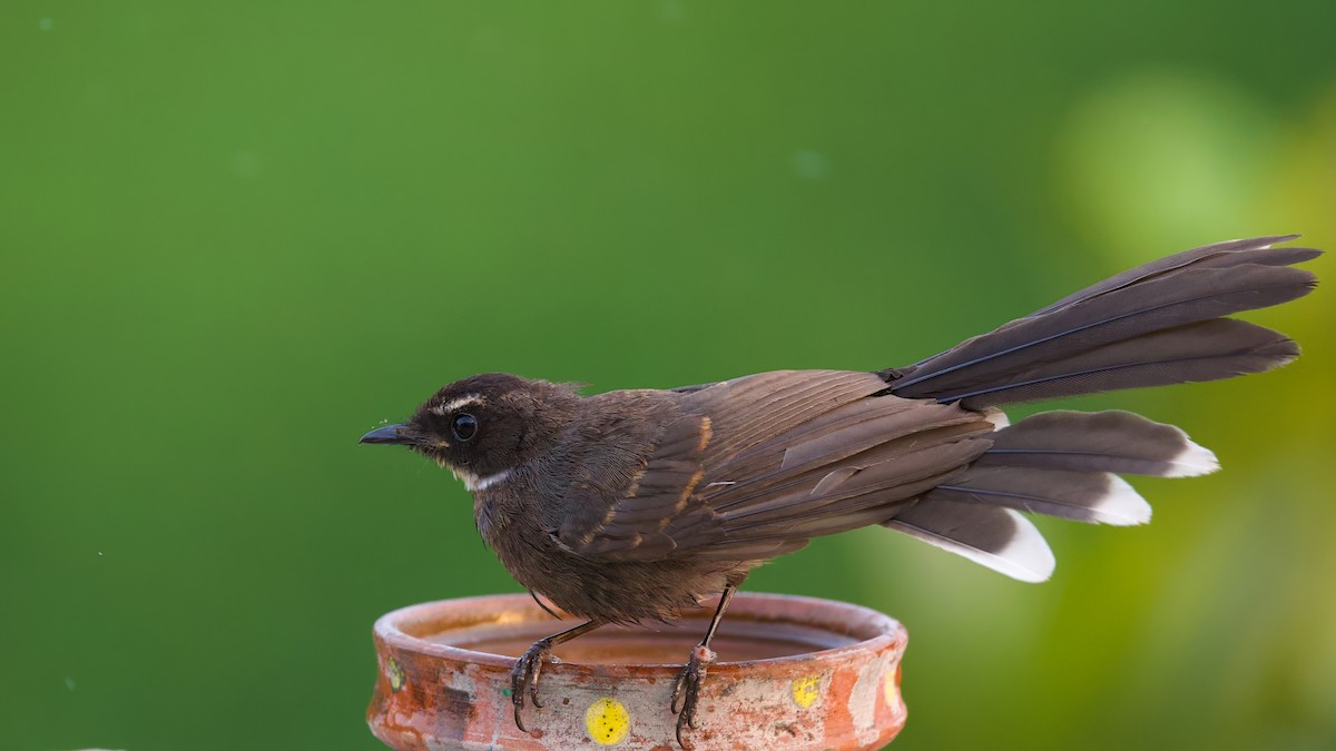 White-throated Fantail - Sourav Mandal