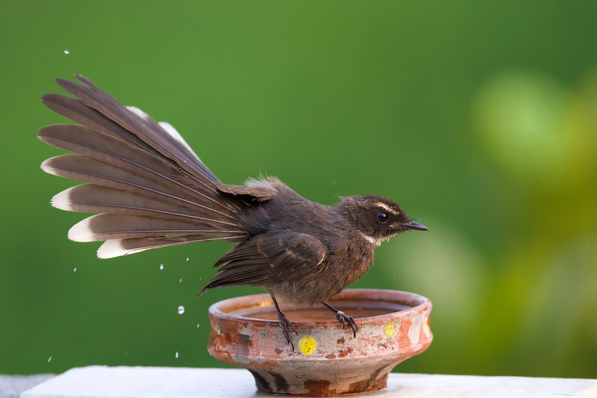 White-throated Fantail - Sourav Mandal