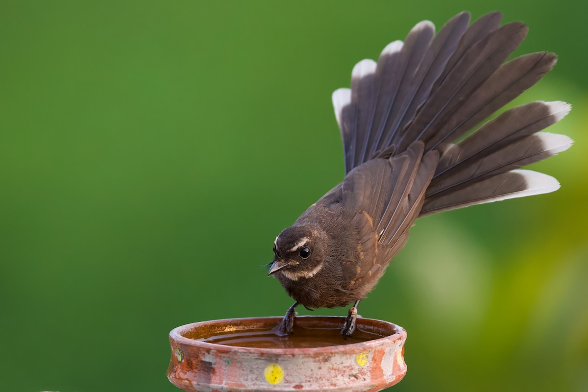 White-throated Fantail - Sourav Mandal