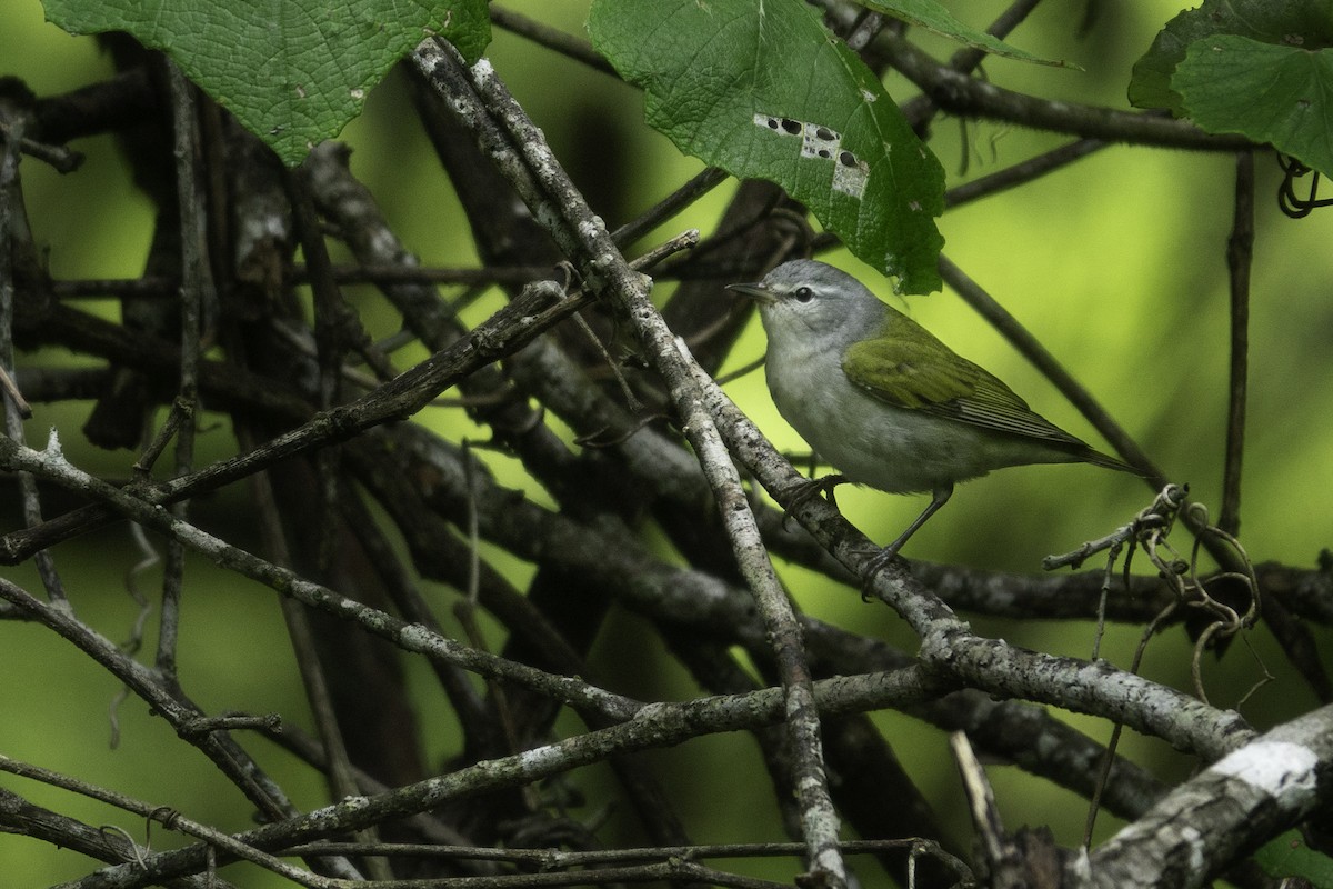 Tennessee Warbler - Andy Liu